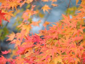 紅葉　