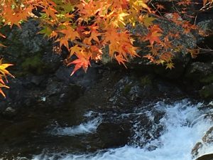 小辺路　熊野古道　紅葉