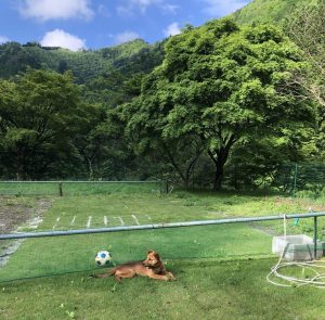 いぬ　キャンプ場　犬　オートキャンプ　森林浴　熊野古道　小辺路