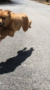 犬,いっぬ,ペット